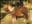 Yanni